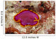 Hawaii, Maui, Close-Up Of Flatworm Top View Wall Mural