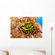 Hawaii, Top View Of Leopard Flatworm, Close-Up Wall Mural