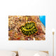 Hawaii, Top View Of Leopard Flatworm, Close-Up Wall Mural