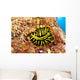 Hawaii, Top View Of Leopard Flatworm, Close-Up Wall Mural