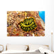 Hawaii, Top View Of Leopard Flatworm, Close-Up Wall Mural