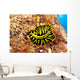 Hawaii, Top View Of Leopard Flatworm, Close-Up Wall Mural