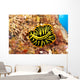 Hawaii, Top View Of Leopard Flatworm, Close-Up Wall Mural