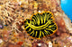 Hawaii, Top View Of Leopard Flatworm, Close-Up Wall Mural