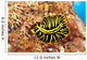 Hawaii, Top View Of Leopard Flatworm, Close-Up Wall Mural