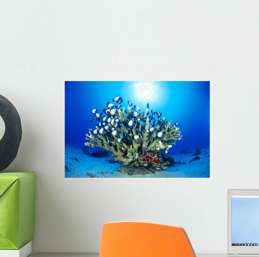 Hawaiian Reef Scene With Antler Coral And Reef Fish, Sunburst Wall Mural