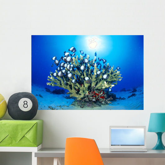 Hawaiian Reef Scene With Antler Coral And Reef Fish, Sunburst Wall Mural