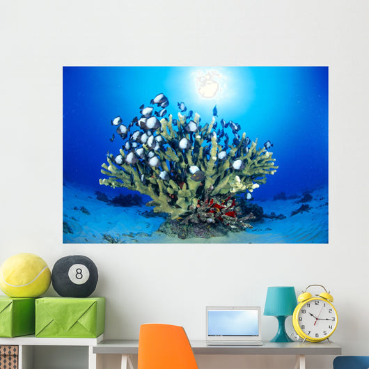 Hawaiian Reef Scene With Antler Coral And Reef Fish, Sunburst Wall Mural