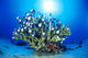 Hawaiian Reef Scene With Antler Coral And Reef Fish, Sunburst Wall Mural