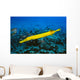 Hawaii, Yellow Trumpetfish With Coral Reef, Turquoise Ocean Wall Mural