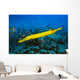 Hawaii, Yellow Trumpetfish With Coral Reef, Turquoise Ocean Wall Mural