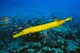 Hawaii, Yellow Trumpetfish With Coral Reef, Turquoise Ocean Wall Mural