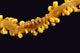 Hawaii, Goby On Wire Coral, Close Up, Black Background, Top View Wall Mural