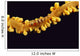 Hawaii, Goby On Wire Coral, Close Up, Black Background, Top View Wall Mural