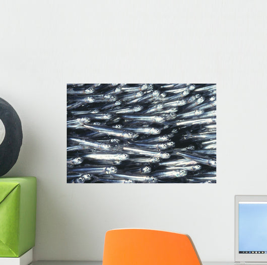Hawaii, Close-Up Detail Of Schooling Anchovy, Side View Wall Mural