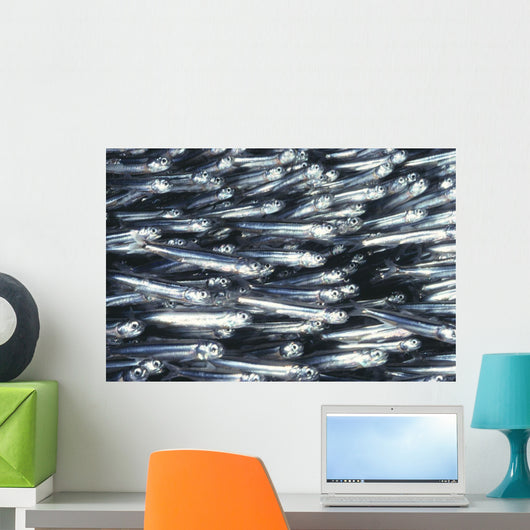 Hawaii, Close-Up Detail Of Schooling Anchovy, Side View Wall Mural