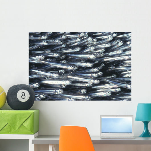 Hawaii, Close-Up Detail Of Schooling Anchovy, Side View Wall Mural