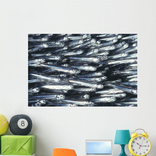 Hawaii, Close-Up Detail Of Schooling Anchovy, Side View Wall Mural