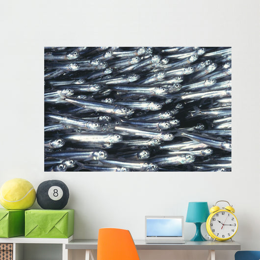 Hawaii, Close-Up Detail Of Schooling Anchovy, Side View Wall Mural