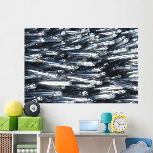Hawaii, Close-Up Detail Of Schooling Anchovy, Side View Wall Mural