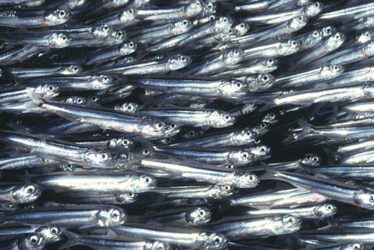 Hawaii, Close-Up Detail Of Schooling Anchovy, Side View Wall Mural