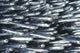 Hawaii, Close-Up Detail Of Schooling Anchovy, Side View Wall Mural
