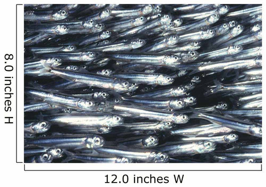 Hawaii, Close-Up Detail Of Schooling Anchovy, Side View Wall Mural