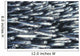 Hawaii, Close-Up Detail Of Schooling Anchovy, Side View Wall Mural