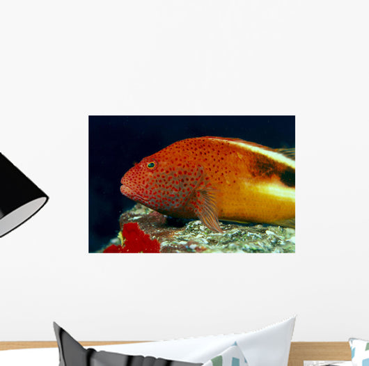 Close-Up Side View Of Blackside Hawkfish Above Reef Wall Mural