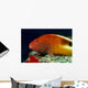 Close-Up Side View Of Blackside Hawkfish Above Reef Wall Mural