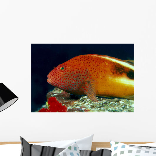 Close-Up Side View Of Blackside Hawkfish Above Reef Wall Mural