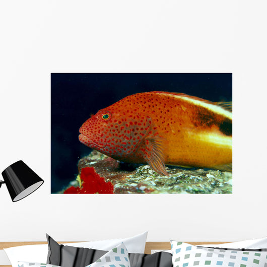 Close-Up Side View Of Blackside Hawkfish Above Reef Wall Mural