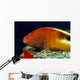 Close-Up Side View Of Blackside Hawkfish Above Reef Wall Mural