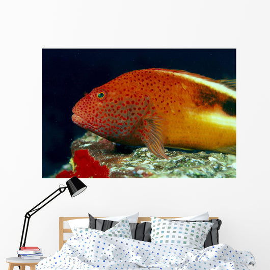 Close-Up Side View Of Blackside Hawkfish Above Reef Wall Mural