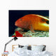 Close-Up Side View Of Blackside Hawkfish Above Reef Wall Mural