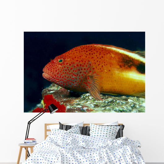 Close-Up Side View Of Blackside Hawkfish Above Reef Wall Mural