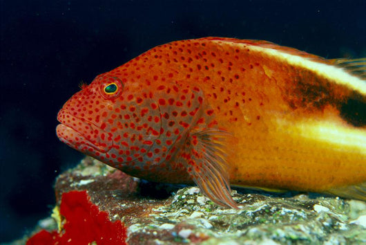 Close-Up Side View Of Blackside Hawkfish Above Reef Wall Mural