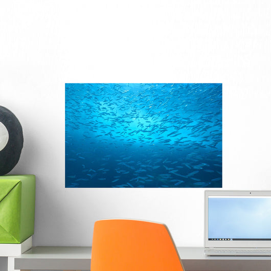 School Of Small Silver Fish, Hundreds In Clear Blue Water Near Surface Wall Mural