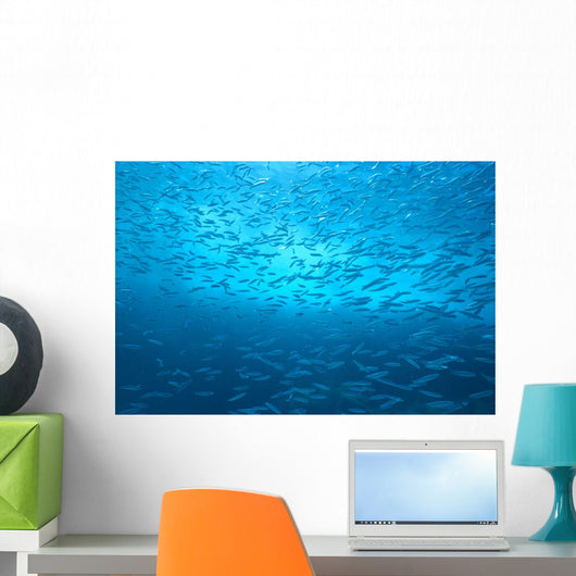 School Of Small Silver Fish, Hundreds In Clear Blue Water Near Surface Wall Mural