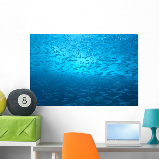 School Of Small Silver Fish, Hundreds In Clear Blue Water Near Surface Wall Mural