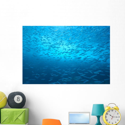 School Of Small Silver Fish, Hundreds In Clear Blue Water Near Surface Wall Mural