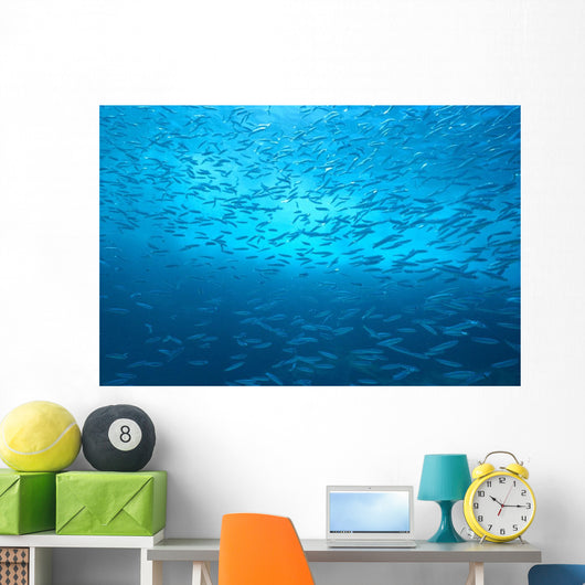 School Of Small Silver Fish, Hundreds In Clear Blue Water Near Surface Wall Mural