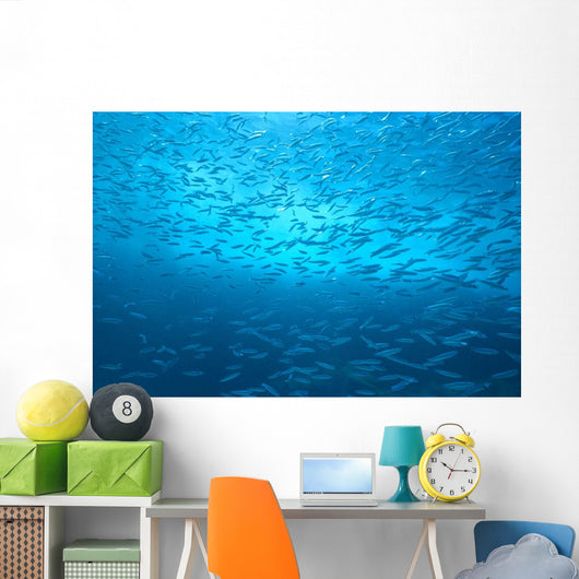 School Of Small Silver Fish, Hundreds In Clear Blue Water Near Surface Wall Mural