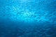 School Of Small Silver Fish, Hundreds In Clear Blue Water Near Surface Wall Mural