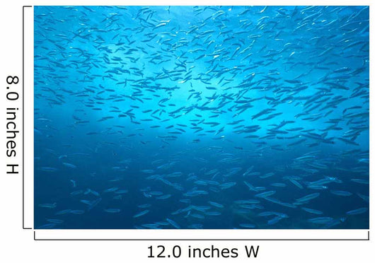 School Of Small Silver Fish, Hundreds In Clear Blue Water Near Surface Wall Mural