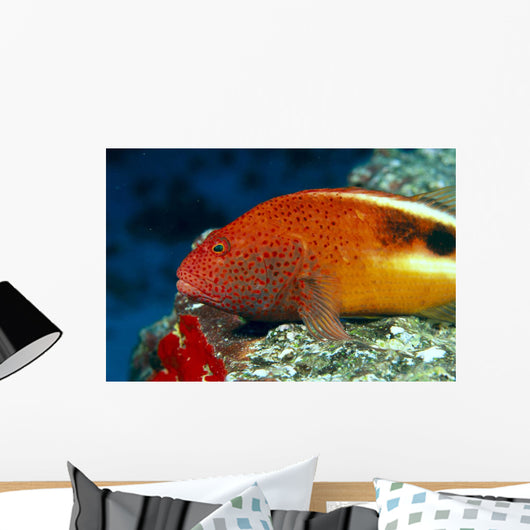 Hawaii, Close-Up Side View Of Blackside Hawkfish, Resting On Reef Wall Mural