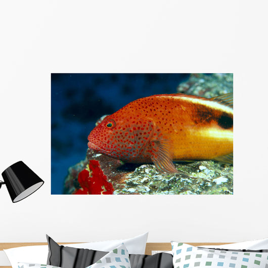 Hawaii, Close-Up Side View Of Blackside Hawkfish, Resting On Reef Wall Mural