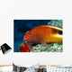 Hawaii, Close-Up Side View Of Blackside Hawkfish, Resting On Reef Wall Mural