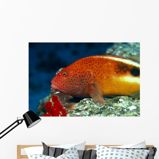 Hawaii, Close-Up Side View Of Blackside Hawkfish, Resting On Reef Wall Mural