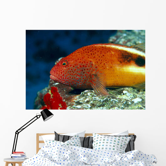 Hawaii, Close-Up Side View Of Blackside Hawkfish, Resting On Reef Wall Mural
